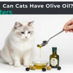 can cats have olive oil vet 2025 guideline