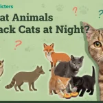 What Animals Attack Cats at Nights