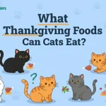 what thanksgiving foods can cats eat vet guideline