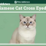 siamese cat cross eyed – normal genetic esotropia vs dangerous acquired strabismus 2025