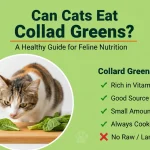 can cats eat collard greens – plain cooked safe vs raw risky 2025