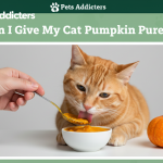 can i give my cat pumpkin puree – safe plain vs deadly pie filling 2025