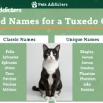 good names for a tuxedo cat 2025 – top 10 Oreo Luna Sylvester tuxedo cats