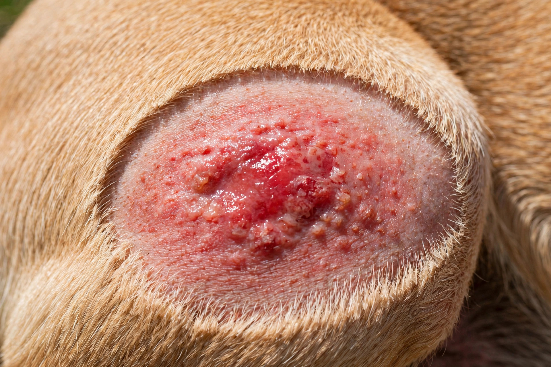 Close-up of a red moist inflamed hot spot lesion on a dog's hip with surrounding fur trimmed short